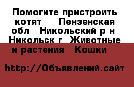 Помогите пристроить котят,  - Пензенская обл., Никольский р-н, Никольск г. Животные и растения » Кошки   